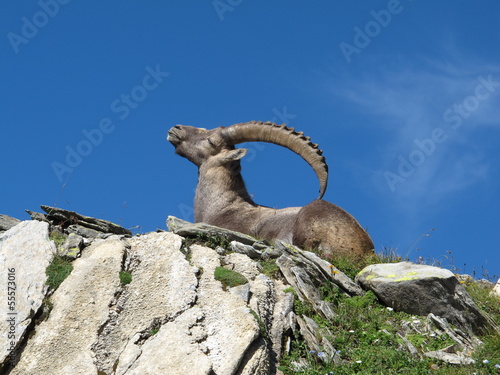 Фотография Lying alpine ibex scratching his back with his horns