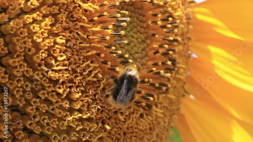 bee collecting pollen