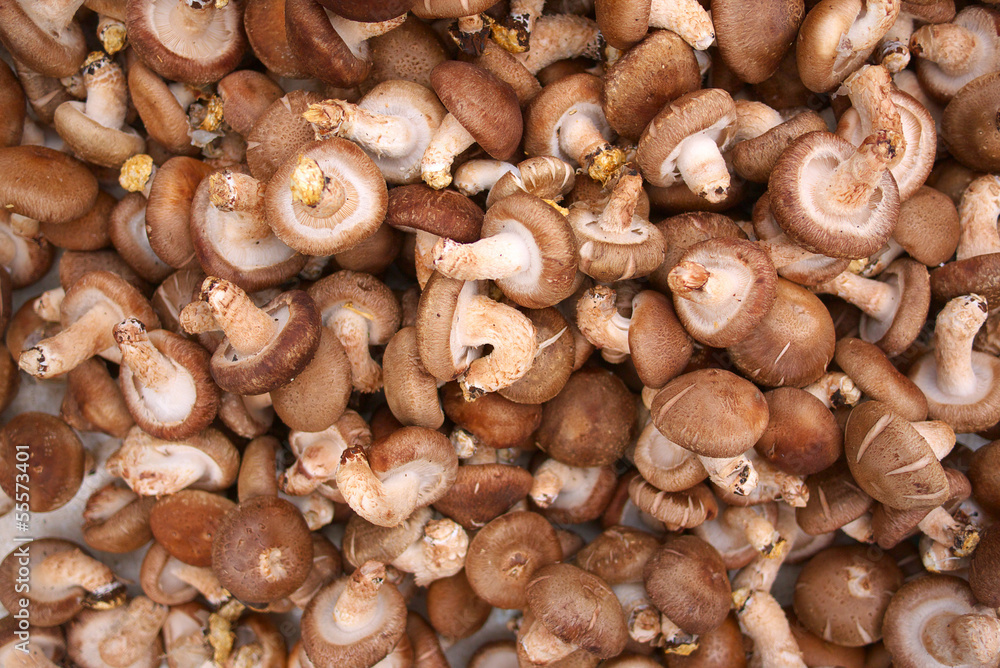 mushrooms mushrooms