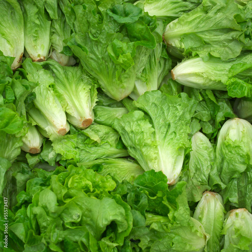 butterhead lettuce