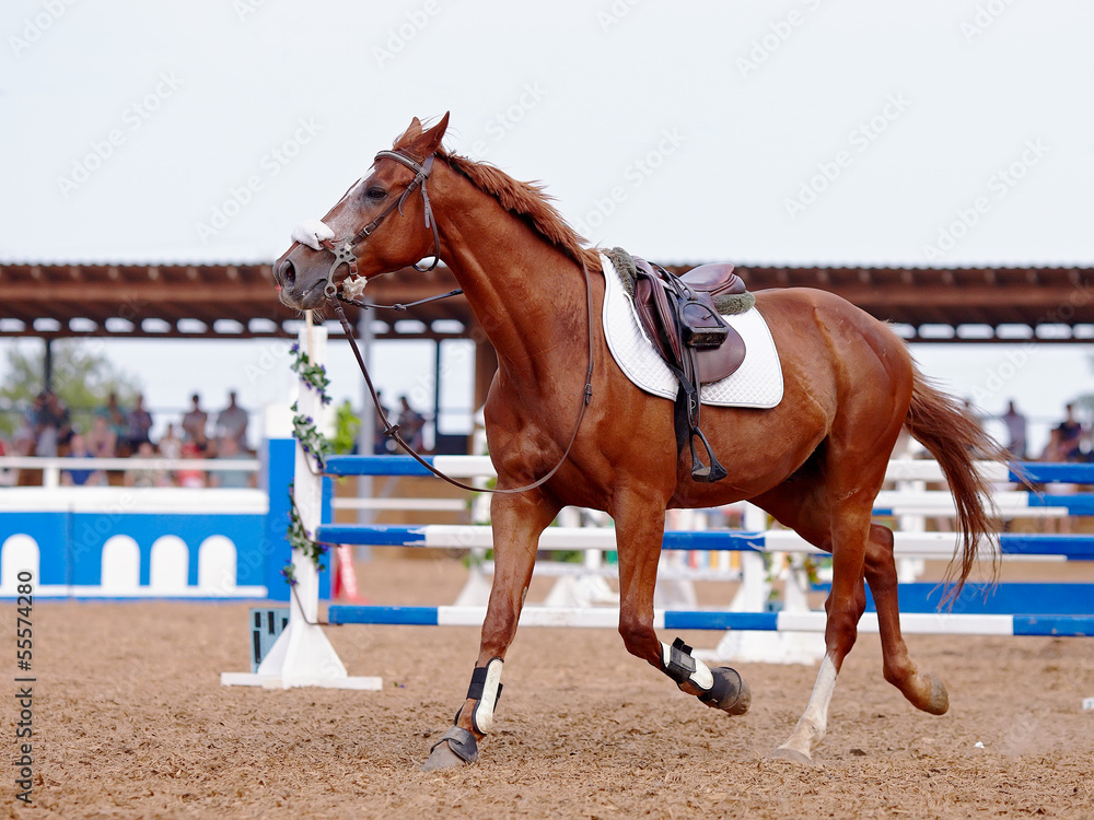 Red sports horse in the field for competitions. Red sports horse in the field for competitions.