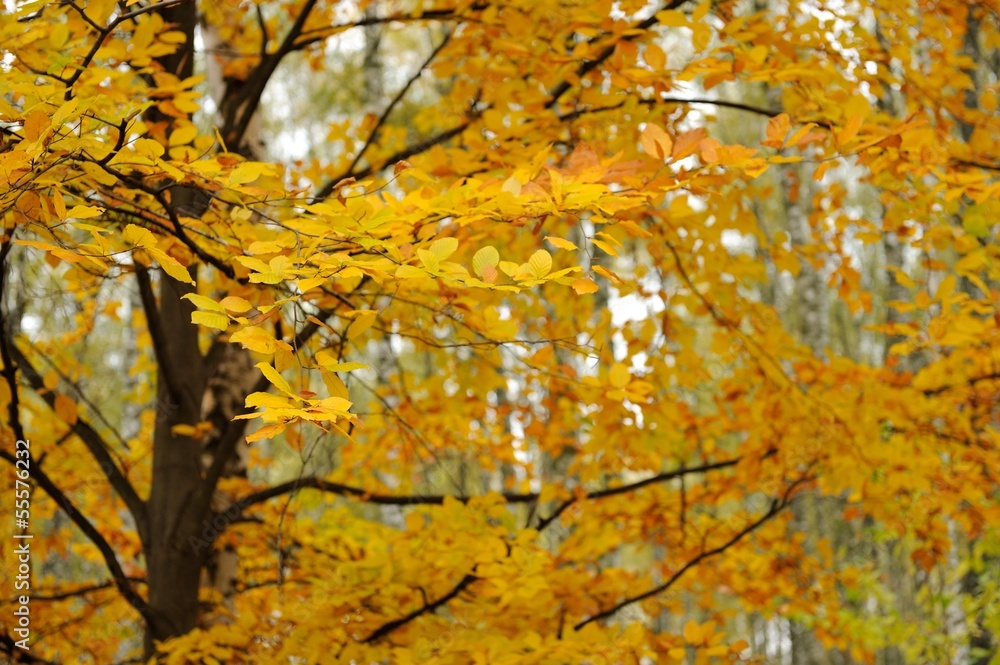Colorful foliage in the autumn park Colorful foliage in the autumn park