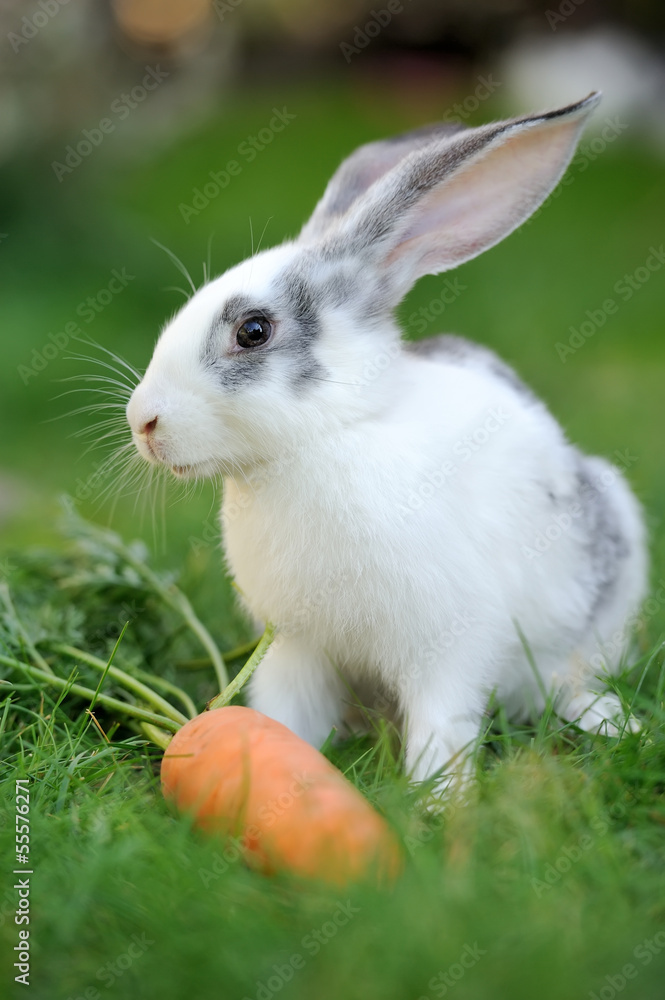 Rabbit