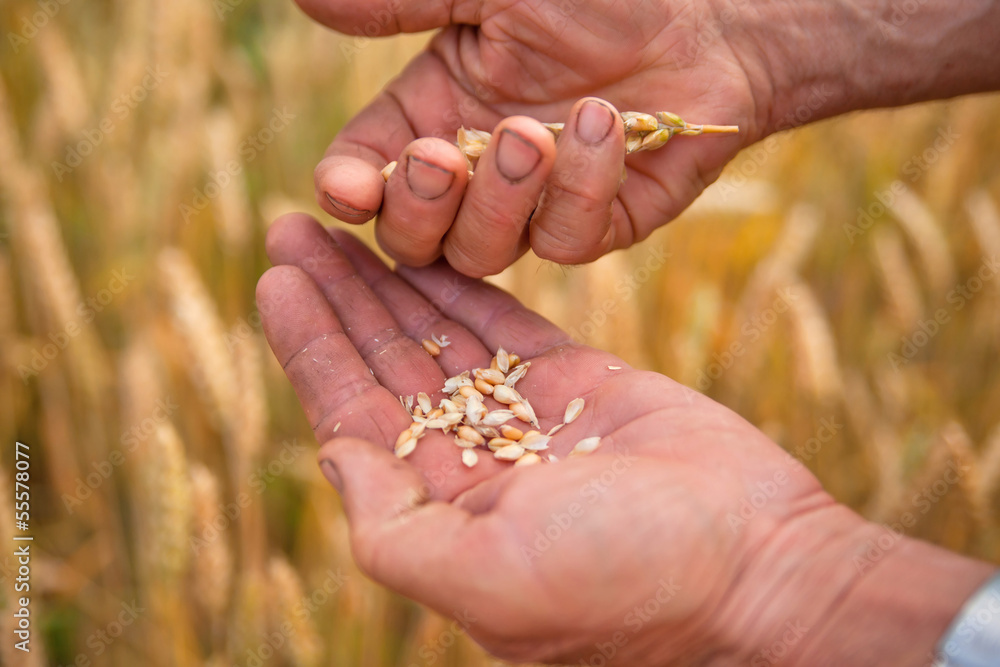 Wheat in hands