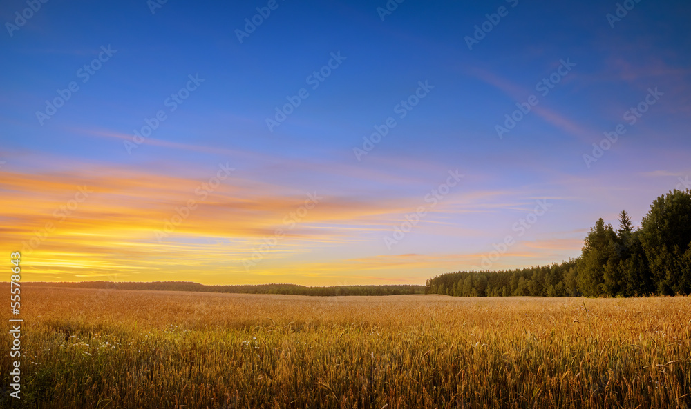sunset over field of wheat