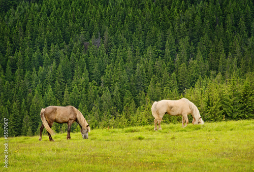 two horses on green meadow