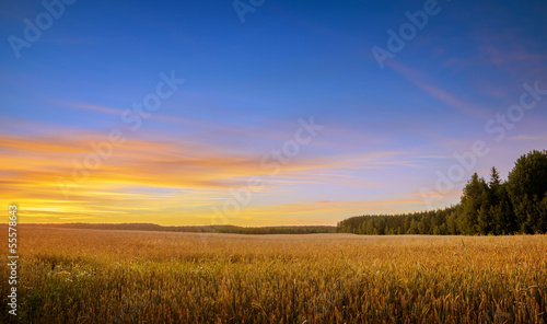 sunset over field of wheat © sinelyov