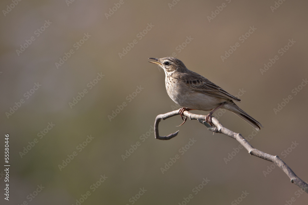 Paddyfield Pipit bird specie Anthus rufulus Paddyfield Pipit bird specie Anthus rufulus