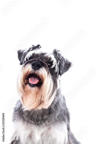 Portrait of a beautifully groomed schnauzer