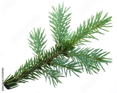 Fir branch