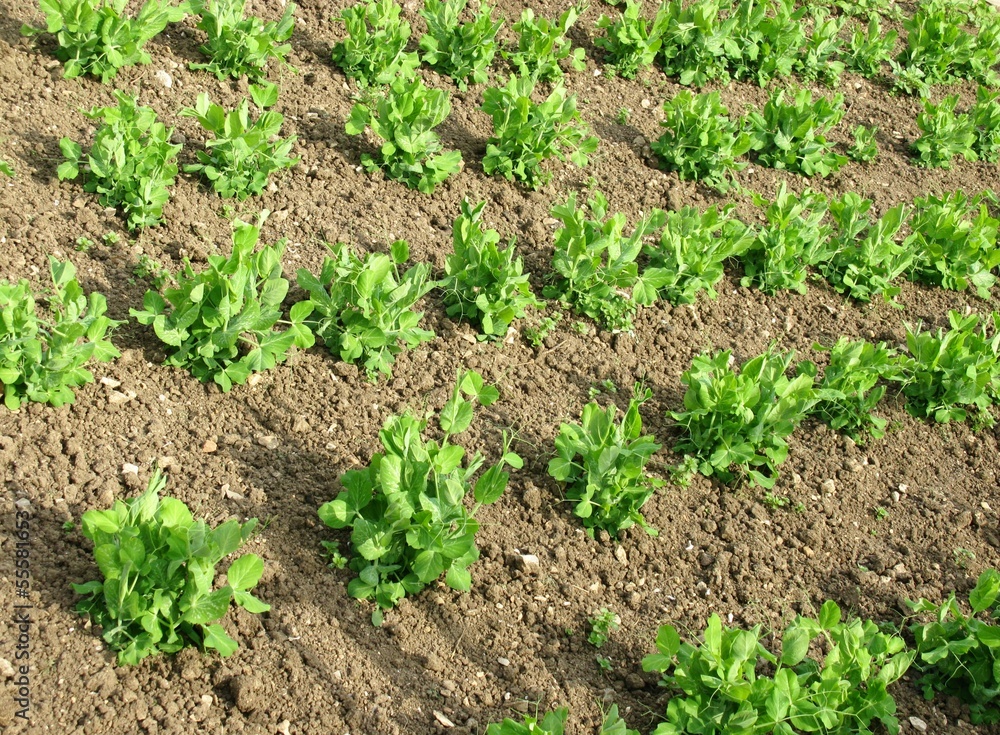 Beans in rows in a kitchen garden in Croatia Beans in rows in a kitchen garden in Croatia