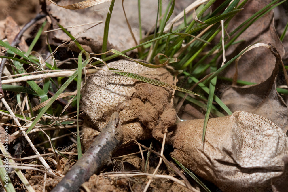 Puffball (Lycoperdon) Puffball (Lycoperdon)