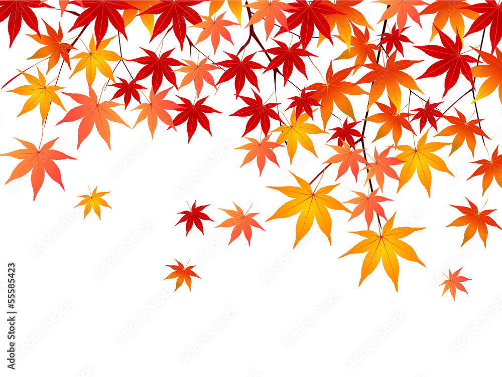 もみじ 紅葉 背景 もみじ 紅葉 背景