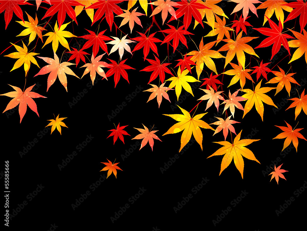 もみじ 紅葉 背景 もみじ 紅葉 背景