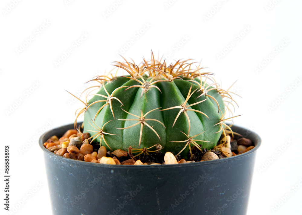 Cactus Isolated on a white background Cactus Isolated on a white background