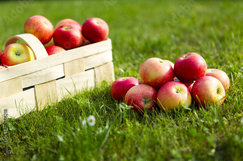 Äpfel mit Korb in der Wiese