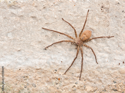 Brown spider on cement wall