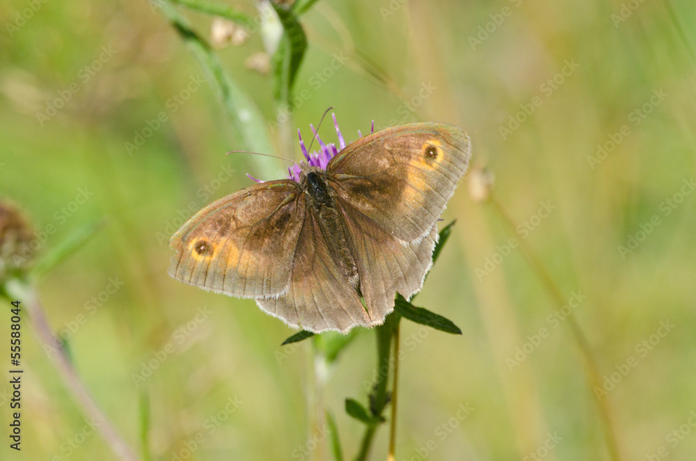 Gatekeeper butterfly on thistle flower. Gatekeeper butterfly on thistle flower.