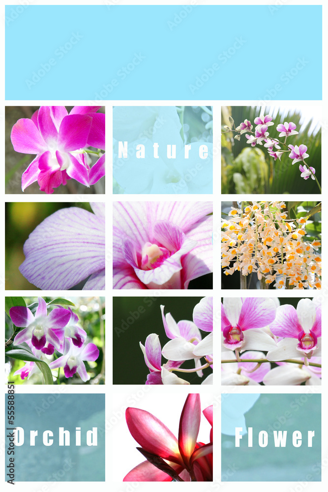 Mix Picture Orchid in frame. - obrazy, fototapety, plakaty 