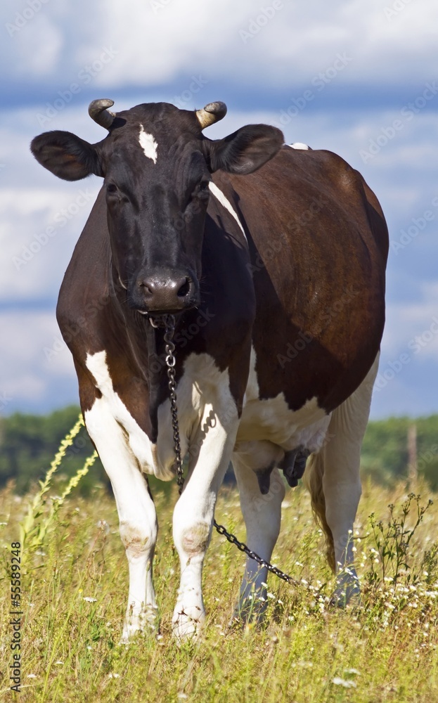 dairy cow grazing in a field