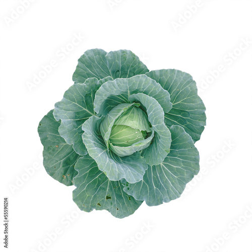 organic cabbage in isolated background