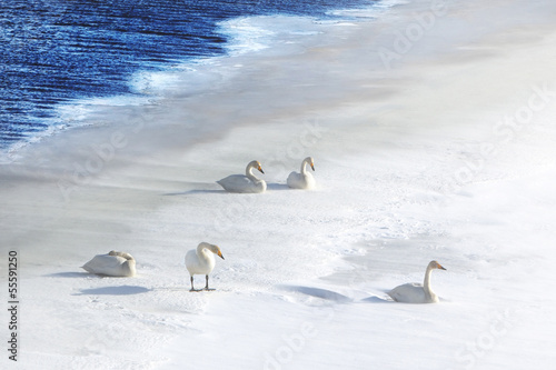 Five swans in snow at water's edge