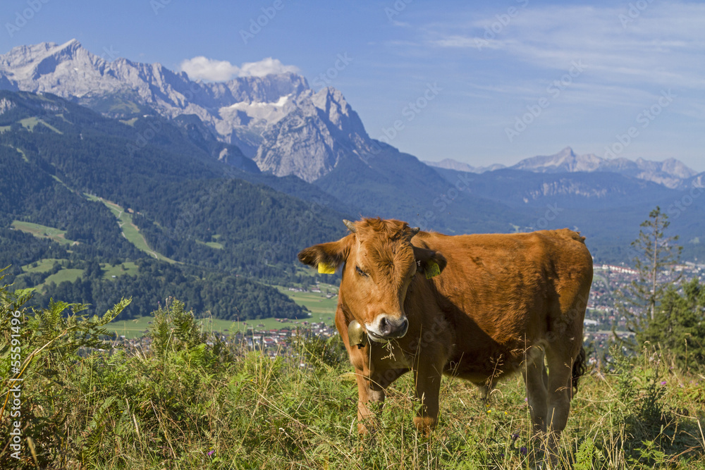 Kühe  vor Wettersteingebirge