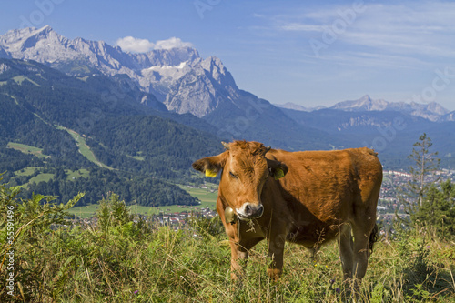 Kühe  vor Wettersteingebirge © Hans und Christa Ede