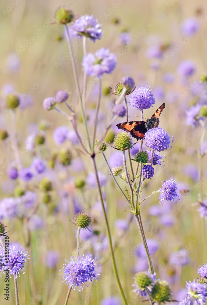 Obraz premium Butterfly on flowers