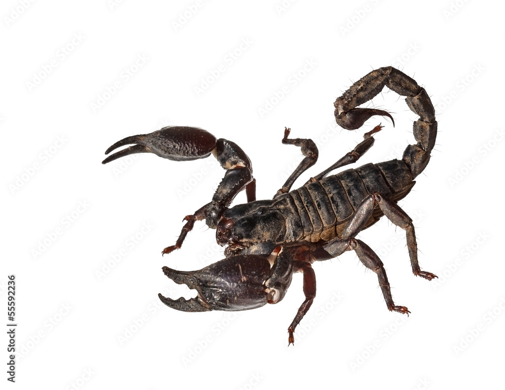 Asian giant forest scorpion (Heterometrus laoticus) Asian giant forest scorpion (Heterometrus laoticus)