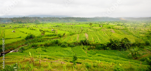 Fototapeta Naklejka Na Ścianę i Meble -  Rice Fields, Bali, Indonesia
