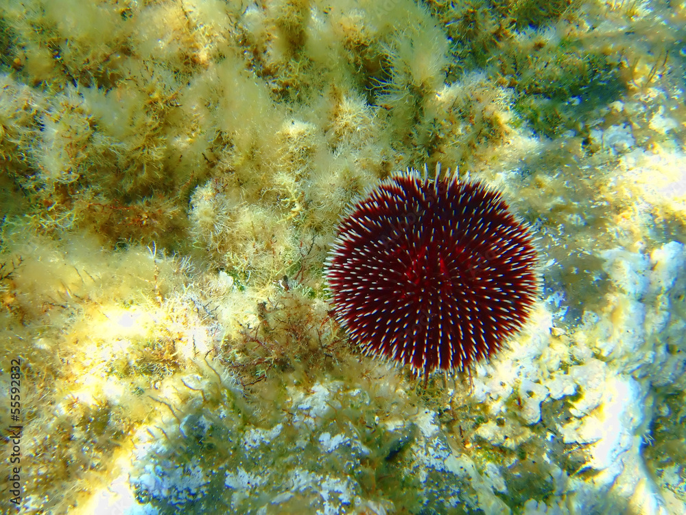 Obraz premium sea urchin in the sea