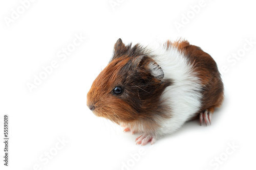 Small guinea pig isolated on white