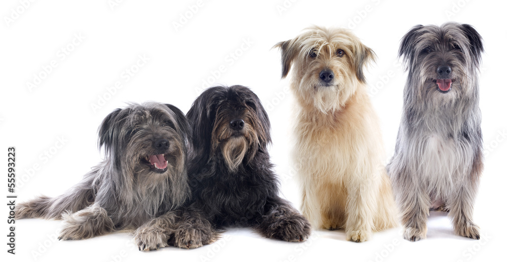 Pyrenean sheepdogs