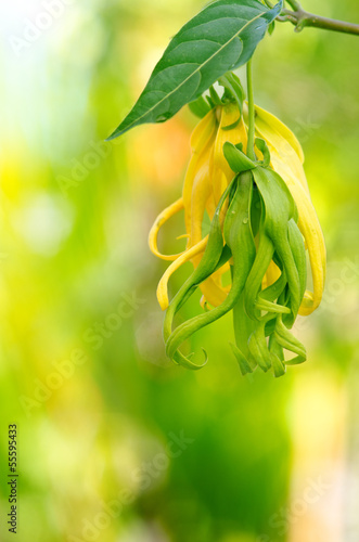  Dwarf Ylang-Ylang flower