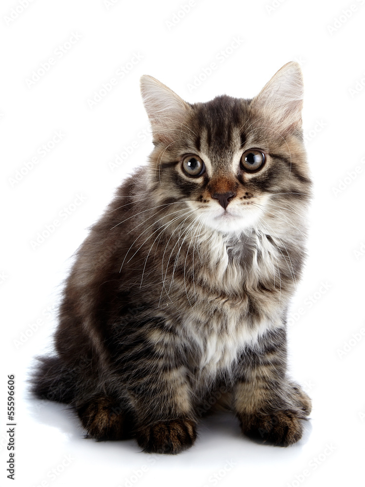 Obraz premium Striped fluffy kitten sits