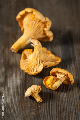 Сhanterelle mushrooms