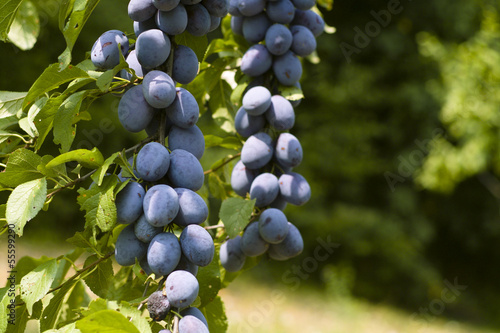 Plums (Prunus domestica) on a branch