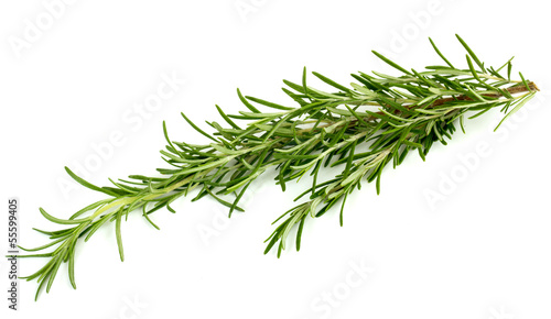 rosemary over white