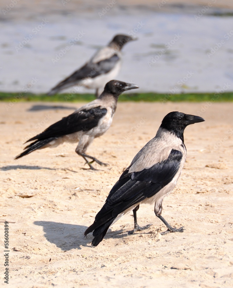 Fototapeta premium Crows on a beach