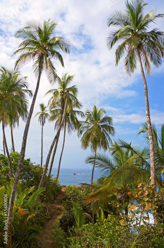 Coastal footpath under coconut trees