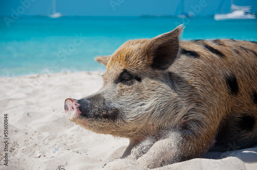 Island Pigs