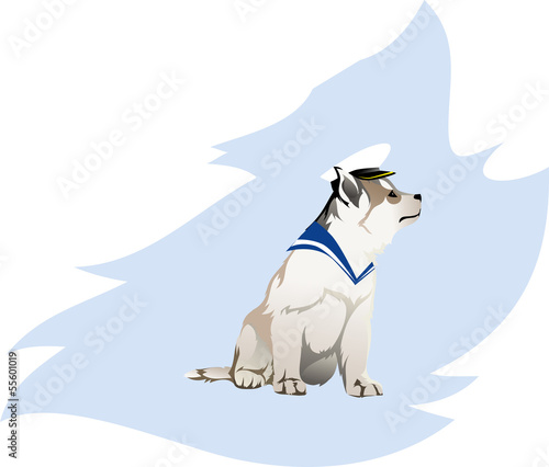 Siberian Husky puppy - sailor