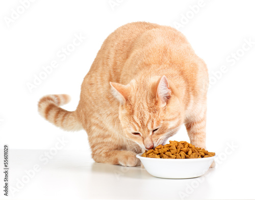 Fototapeta Naklejka Na Ścianę i Meble -  Eating cat.