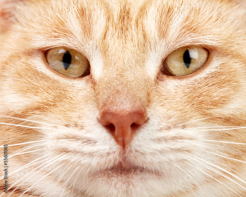 Red cat closeup.