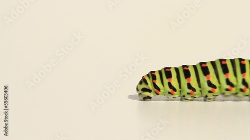 Schwalbenschwanz-Raupe