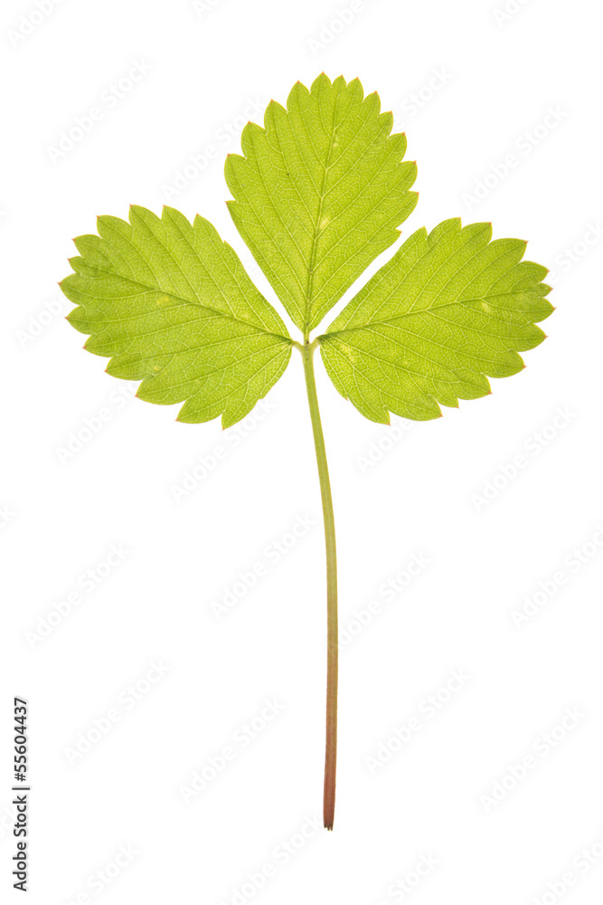 Leaf of strawberry isolated on white Leaf of strawberry isolated on white