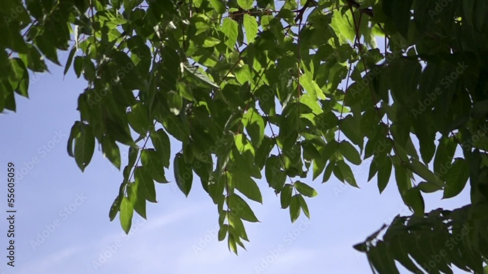 feuille flotte au vent au ralentie feuille flotte au vent au ralentie
