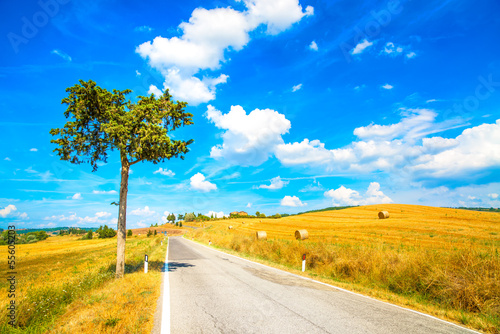 Fototapeta Naklejka Na Ścianę i Meble -  Tuscany, lonely tree and straight road. Siena, Italy.