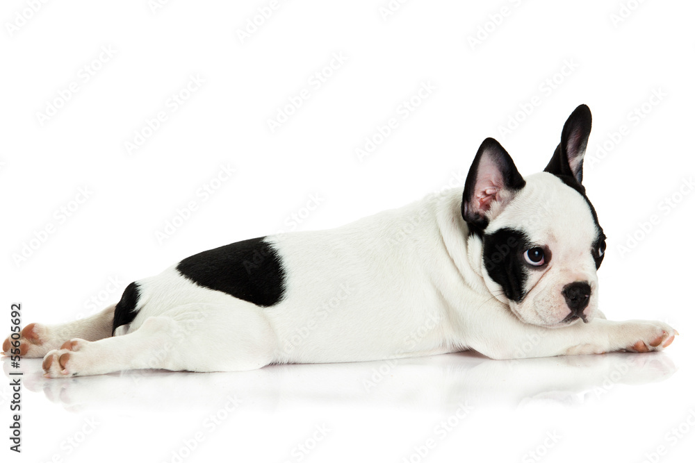 french bulldog isolated on white background